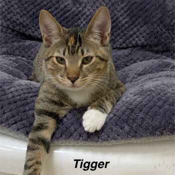 Rescue Domestic Short Hair Cats for Adoption in Greensboro, Georgia - Tigger | PetCurious