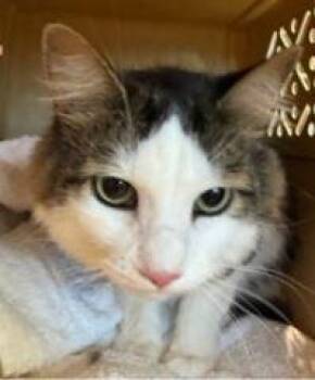 Calico Cats Available for Adoption in Georgina, Ontario - Chestnut | PetCurious