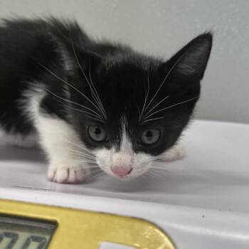 Mordecai -  Domestic Short Hair Cat for Adoption in Tampa, Florida - Mordecai | PetCurious
