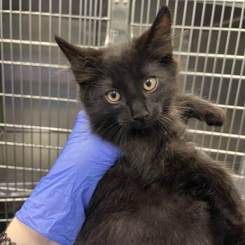 Bang -  Domestic Short Hair Cat for Adoption in Greensboro, North Carolina - Bang | PetCurious