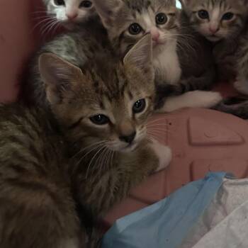 Domestic Short Hair Cats Available for Adoption in Philadelphia, Pennsylvania - Saltine | PetCurious