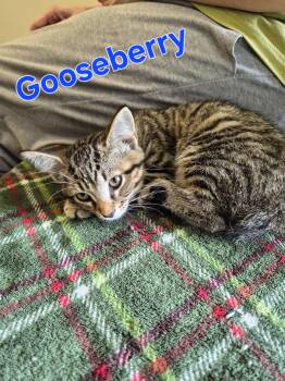 Gooseberry -  Domestic Short Hair Cat for Adoption in Lynchburg, Tennessee - Gooseberry | PetCurious