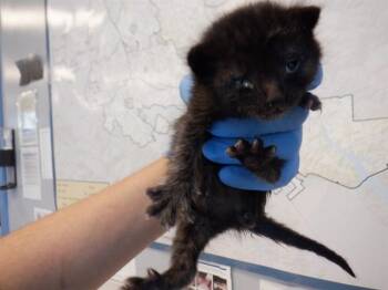 Domestic Short Hair Cats Available for Adoption in San Jose, California - A1403747 | PetCurious