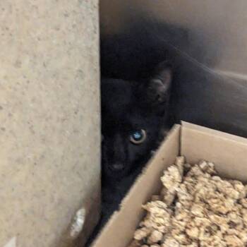 Jim Thorpe -  Domestic Short Hair Cat for Adoption in Philadelphia, Pennsylvania - Jim Thorpe | PetCurious