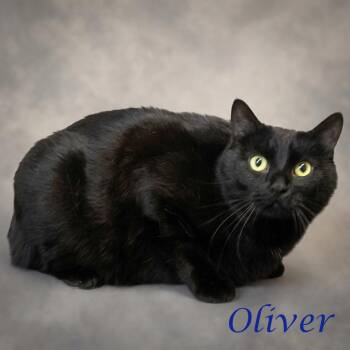 Oliver C26-292 -  Domestic Short Hair Cat for Adoption in Lebanon, Tennessee - Oliver C26-292 | PetCurious