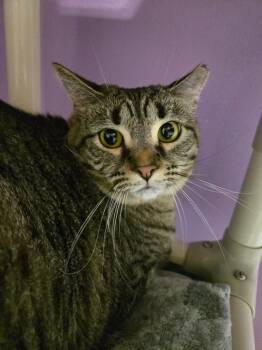 Domestic Short Hair Cats Available for Adoption in Cambridge, Maryland - Minnie | PetCurious