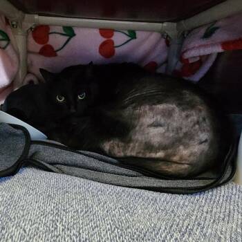 Joey -  Domestic Short Hair Cat for Adoption in Walker, Michigan - Joey | PetCurious