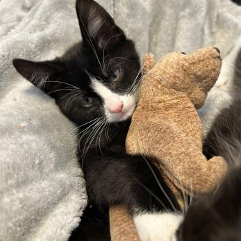 Domestic Short Hair Cats Available for Adoption in Barrière, British Columbia - Aspen | PetCurious