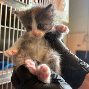 Solly (pending) -  Domestic Short Hair Cat for Adoption in Huntington, West Virginia - Solly (pending) | PetCurious