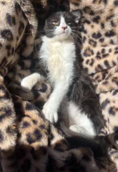 Mittens -  Domestic Medium Hair Cat for Adoption in Susanville, California - Mittens | PetCurious