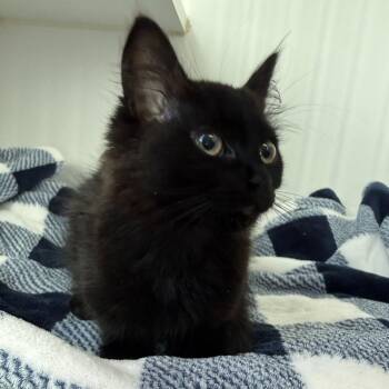 Fennel (bonded to Saffron) -  Domestic Medium Hair Cat for Adoption in Oakland, California - Fennel (bonded To Saffron) | PetCurious