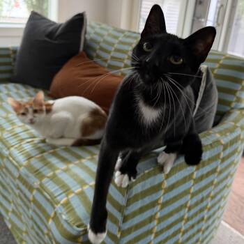 Opal -  Domestic Short Hair Cat for Adoption in Houston, Texas - Opal | PetCurious