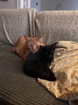 Domestic Short Hair Cats Available for Adoption in Seattle, Washington - Gus | PetCurious