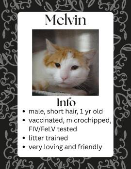 Melvin -  Domestic Short Hair Cat Available for Adoption in Greensburg, Indiana - Melvin | PetCurious