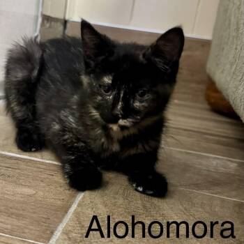 Alohomora -  Domestic Short Hair Cat for Adoption in Buffalo, Minnesota - Alohomora | PetCurious