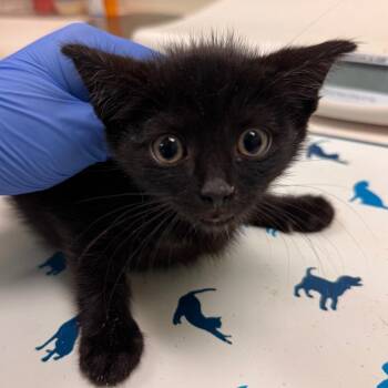 Oblina DO NOT USE -  Domestic Short Hair Cat for Adoption in Lynchburg, Virginia - Oblina DO NOT USE | PetCurious