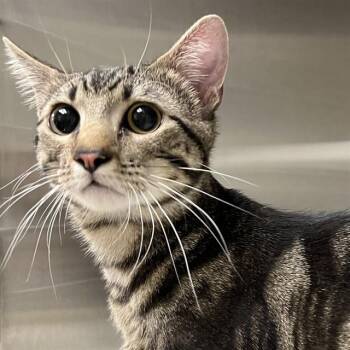 BASKING SHARK -  Domestic Short Hair Cat for Adoption in St. Louis, Missouri - BASKING SHARK | PetCurious