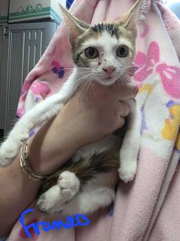 Rescue Domestic Short Hair Cats for Adoption in Hinckley, Illinois - Francie | PetCurious