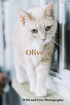 Olive -  Domestic Short Hair Cat for Adoption in Morehead, Kentucky - Olive | PetCurious