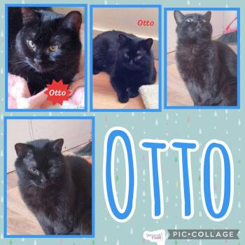 Rescue Domestic Short Hair Cats for Adoption in Spencerville, Ontario - Otto | PetCurious