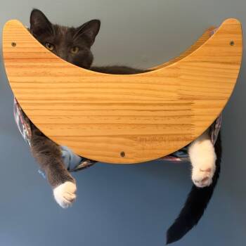 Chubby -  Domestic Short Hair Cat for Adoption in Morristown, Vermont - Chubby | PetCurious