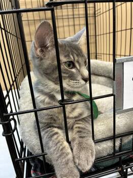 Ash -  Domestic Short Hair Cat for Adoption in San Andreas, California - Ash | PetCurious