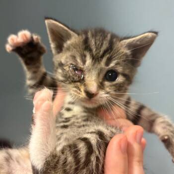 Cuppycake -  Domestic Short Hair Cat for Adoption in Chattanooga, Tennessee - Cuppycake | PetCurious