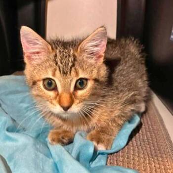 Domestic Medium Hair and Domestic Short Hair Cats Available for Adoption in Gastonia, North Carolina - Amos | PetCurious
