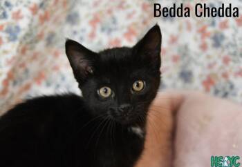Domestic Short Hair Cats Available for Adoption in Fort Mill, South Carolina - Bedda Chedda | PetCurious