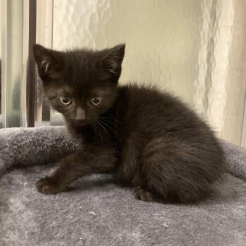 Rescue Domestic Short Hair Cats for Adoption in Wilmington, Delaware - Mermaid | PetCurious