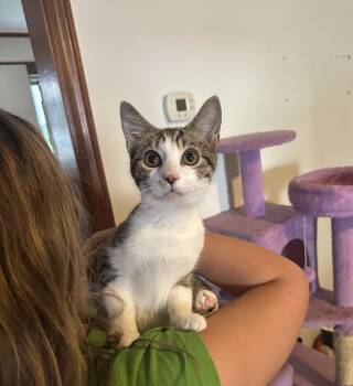Kate -  Domestic Short Hair Cat for Adoption in Avondale, Pennsylvania - Kate | PetCurious