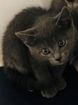 Rescue Domestic Short Hair Cats for Adoption in Cibolo, Texas - Spitfire | PetCurious