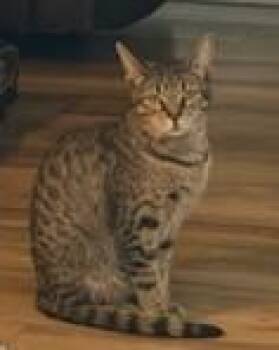 Rescue Domestic Short Hair Cats for Adoption in Kenosha, Wisconsin - Harriet | PetCurious