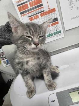 Fable -  Domestic Medium Hair and Domestic Short Hair Cat for Adoption in Sevierville, Tennessee - Fable | PetCurious