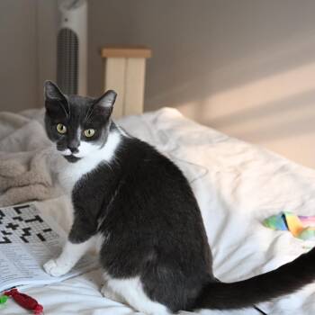 Beatrice (George St 1) -  American Shorthair Cat for Adoption in Westport, Connecticut - Beatrice (George St 1) | PetCurious