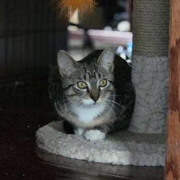 Bindy C69773 -  Domestic Medium Hair Cat for Adoption in Minnetonka, Minnesota - Bindy C69773 | PetCurious