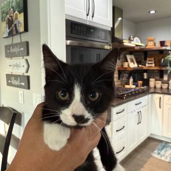 Rescue Domestic Short Hair Cats for Adoption in Ferndale, Washington - Kitten 2 | PetCurious