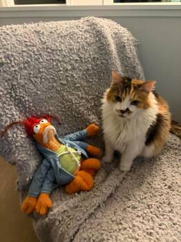 Siberian and Domestic Medium Hair Cats Available for Adoption - Nala | PetCurious