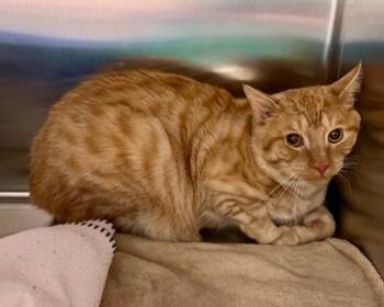 Domestic Short Hair Cats Available for Adoption in Fort Worth, Texas - Orange Julius | PetCurious