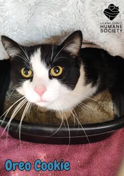 Rescue Domestic Short Hair Cats for Adoption in Heath, Ohio - Oreo Cookie | PetCurious