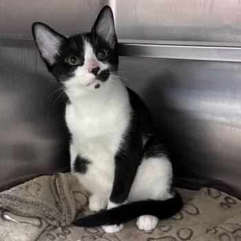 HoneyCrisp 29812 -  Domestic Short Hair Cat for Adoption in Middleburg, Florida - HoneyCrisp 29812 | PetCurious