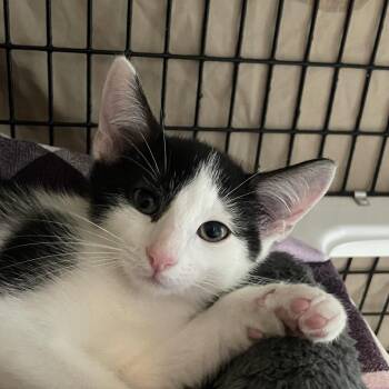Chin Chin -  Domestic Short Hair Cat for Adoption in Chicago, Illinois - Chin Chin | PetCurious