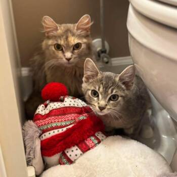 Sierra Mist -  Domestic Long Hair Cat for Adoption in Jarrettsville, Maryland - Sierra Mist | PetCurious
