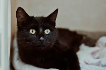 Domestic Short Hair Cats Available for Adoption in Le Mars, Iowa - Eclipse | PetCurious