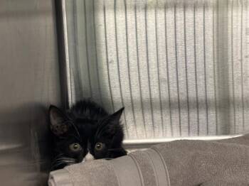 SPOOKIE -  Domestic Short Hair Cat for Adoption in Grand Prairie, Texas - SPOOKIE | PetCurious