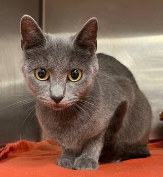 Rescue Domestic Short Hair Cats for Adoption in Lima, Ohio - Hurricane | PetCurious