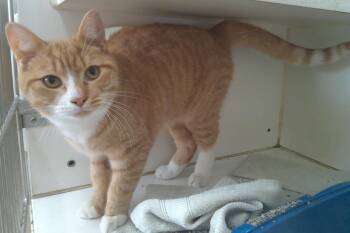 Rescue Domestic Short Hair Cats for Adoption in Trumbull, Connecticut - Rusty | PetCurious