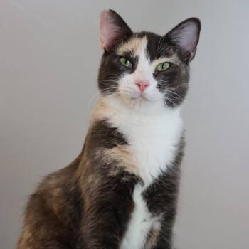 Thelatha -  Domestic Short Hair Cat for Adoption in Tucson, Arizona - Thelatha | PetCurious