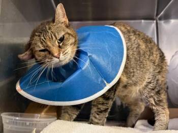 Margaritaville -  Domestic Short Hair Cat for Adoption in New York, New York - Margaritaville | PetCurious