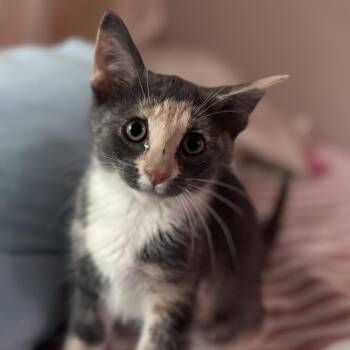 Marie Chapman -  Domestic Short Hair Cat Available for Adoption in Merrifield, Virginia - Marie Chapman | PetCurious